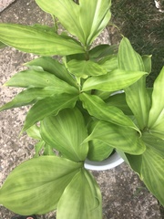 Chamaecostus cuspidatus