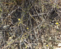 Aspalathus tenuissima