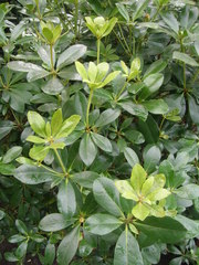 Rhododendron loranthiflorum