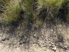 Aspalathus tenuissima