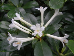 Rhododendron loranthiflorum