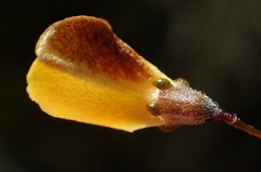 Aspalathus tenuissima