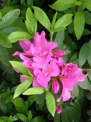 Rhododendron scabrum