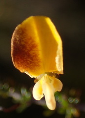 Aspalathus tenuissima