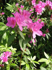Rhododendron scabrum