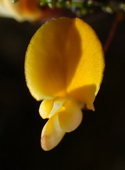 Aspalathus tenuissima