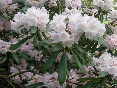 Rhododendron degronianum