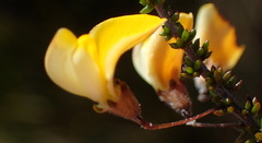 Aspalathus tenuissima