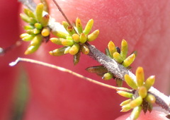 Aspalathus tenuissima