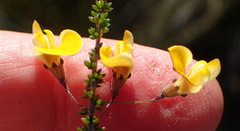 Aspalathus tenuissima