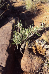 Pachypodium succulentum