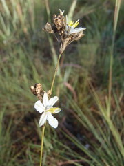 Chlorophytum cooperi