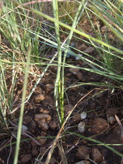 Chlorophytum cooperi