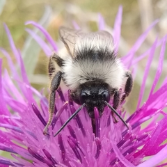 Bombus mesomelas