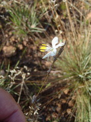 Chlorophytum cooperi
