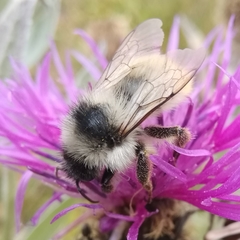 Bombus mesomelas