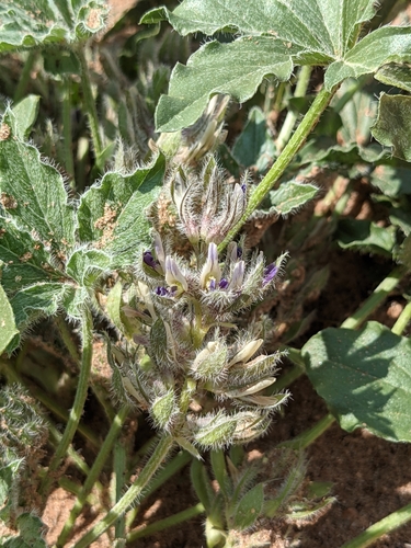 Image of Small Indian Breadroot (Pediomelum pentaphyllum) by (c) Dominic Gentilcore, some rights reserved (CC BY)