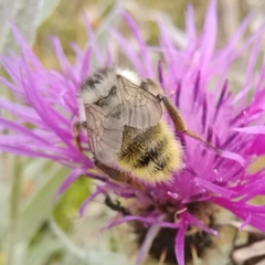 Bombus mesomelas