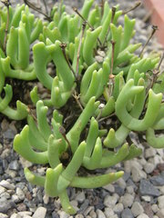 Rhombophyllum dolabriforme