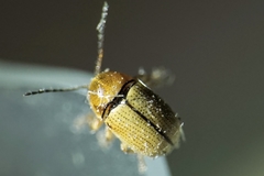 Cryptocephalus fulvus