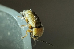 Cryptocephalus fulvus