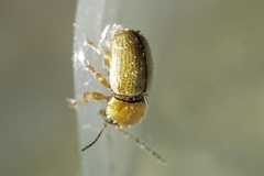 Cryptocephalus fulvus