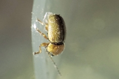 Cryptocephalus fulvus