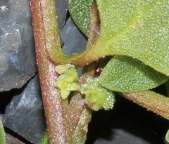 Tetragonia echinata