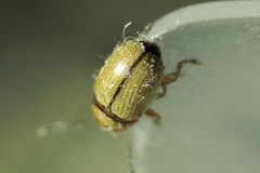 Cryptocephalus fulvus