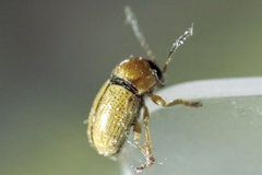 Cryptocephalus fulvus