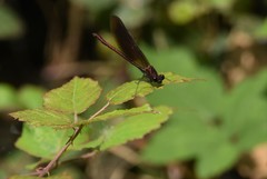 Calopteryx haemorrhoidalis