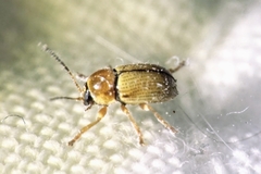 Cryptocephalus fulvus