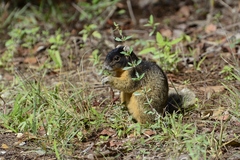 Sciurus niger avicennia