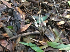 Cordyceps cranstounii