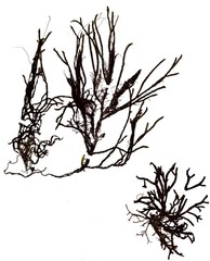 Cladostephus spongiosus