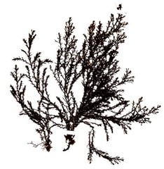 Ericaria selaginoides