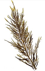 Desmarestia ligulata