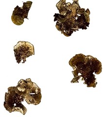 Padina pavonica