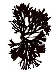 Pelvetia canaliculata