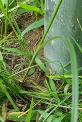 Cyperus schweinitzii