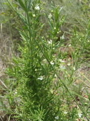 Teucrium trifidum