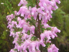 Erica glomiflora glomiflora