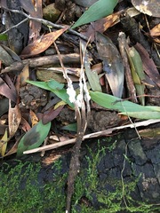 Cordyceps cranstounii