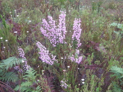 Erica glomiflora glomiflora