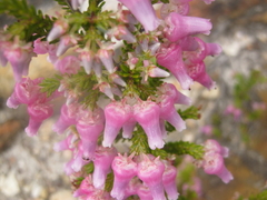 Erica glomiflora glomiflora