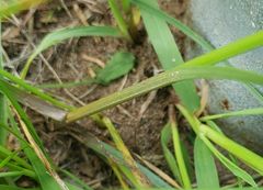 Cyperus schweinitzii