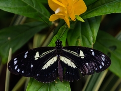 Heliconius atthis