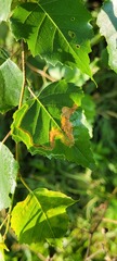 Agromyza alnibetulae