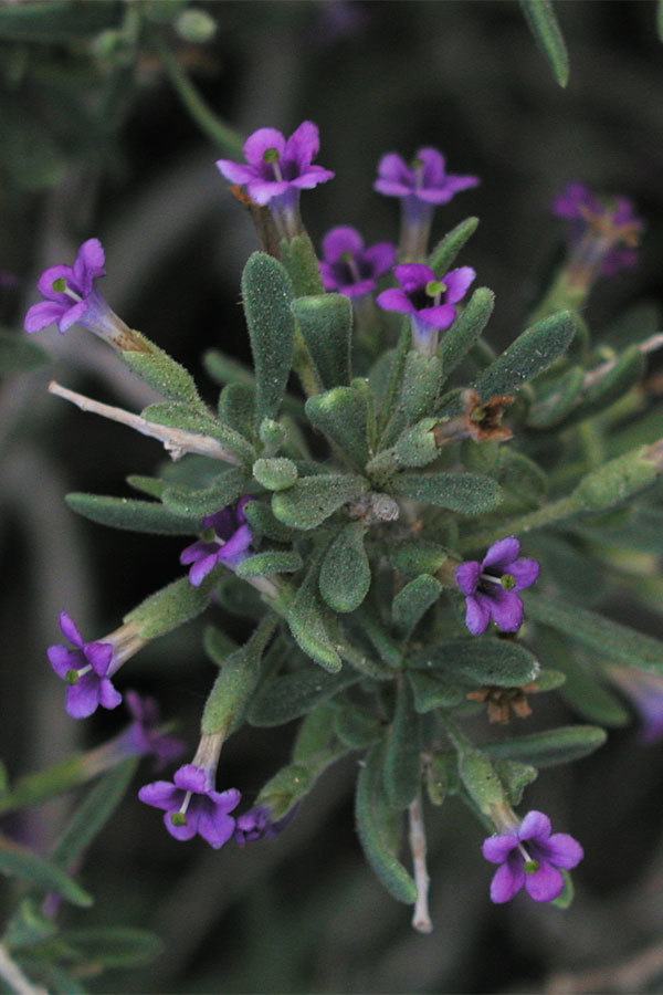 Lycium fremontii