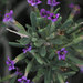 Fremont's Desert-Thorn - Photo (c) John Marquis, some rights reserved (CC BY-NC-ND)